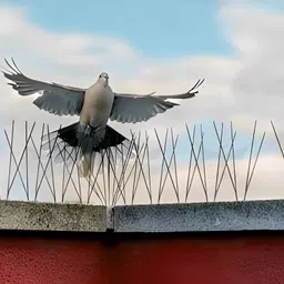 sigs Bird Spike image 3