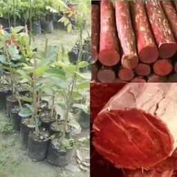 sadeshi busniss Red Sandalwood Plant image 3