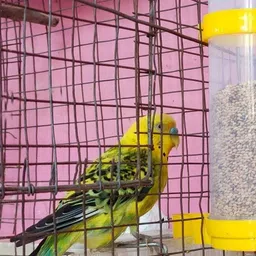 greenrock Jumbo Size Bird's Water,Food Feeder Balcony,Out Door Tree Bird Feeder(Pack of 4) Window Bird Feeder Bird Feeder image 3