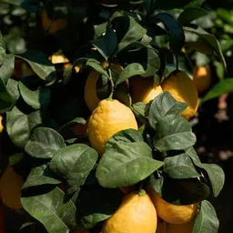 afartiobina Lemon Plant-picture-15
