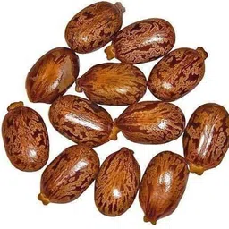 pmw Castor Seeds - Castor Oil Seed - Ricinus Communis - Arandi Ke Beej - 250 G Seed image 2