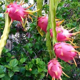 Dragon Tree-image-1