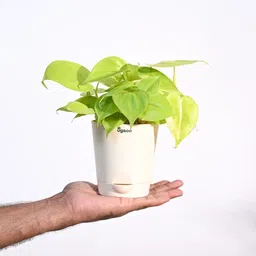 nurseryfriend Philodendron Plant image 4