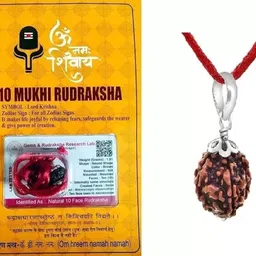 haridwarr 10 Mukhi Rudraksha Original and Natural with Lab Report Silver Wood Pendant Wood Locket-picture-12