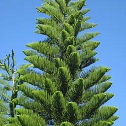 maitra and sons Christmas Tree Plant image 2