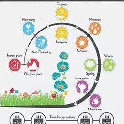 alogardening Papaya seeds red lady 786 taiwan Seed image 4