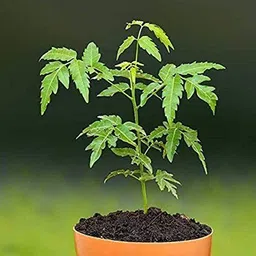 aquinnah Neem Plant-picture-28