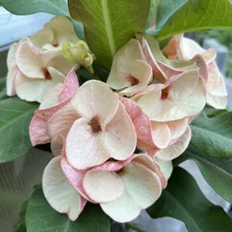 greenyon Euphorbia Plant image 3