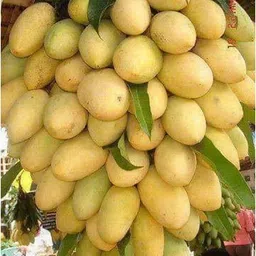maitra and sons Mango Plant-picture-16