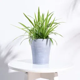 Light Grey Plastic Tivoli Small Desk Pot-image-99