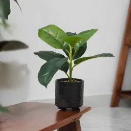 royaloak Rubber Fig Plant-picture-31