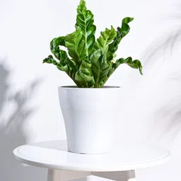 ugaoo White Plastic Tivoli Large Desk Pot image 1