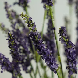 Pure Home and Living Purple Faux Lavender Plant Without Pot image 2