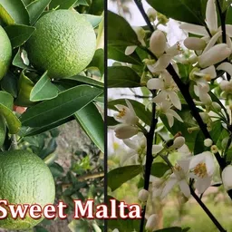 afartiobina Lemon Plant image 3