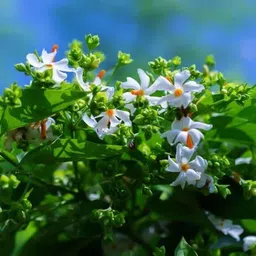 cloud farm Parijat/Harsingar Plant image 2