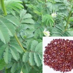 srijanu Dashrath/MiLLET 200g, Millet 200g Seed-picture-20