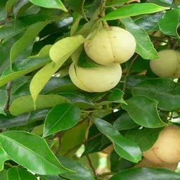 greenhousestore ZZ Plant image 3