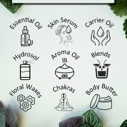 Deve Herbes Pure Cornmint Essential Oil - Natural Therapeutic Grade Steam Distilled - 15ml image 2