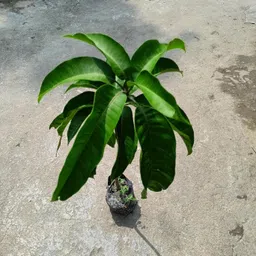 cloud farm Mango Plant image 4