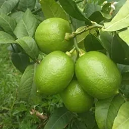generic Pankaj Nursery Gandharaj Lemon(All Time) Nimboo Live Plant (Air Layered/Guti Kolom) Very Big Size Fruit "Special Variety"(Fruit After 6 Month) image 1