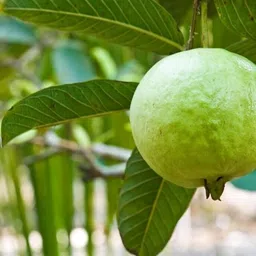 aquinnah Guava Plant-picture-33