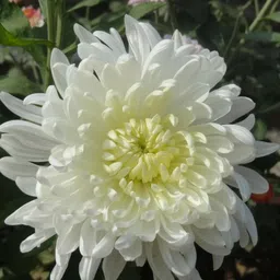 florafusion Chrysenthemum Plant image 3