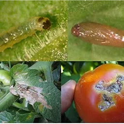 Green Revolution Tuta absoluta Pheromone Lure (50) image 4