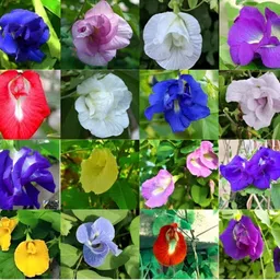 sbgarden aparajita flower seeds Seed-picture-19