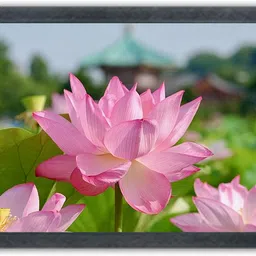 devatwal Lotus Flower Photo Frame For Wall Mounted Painting Digital Reprint 10 inch x 14 inch Painting-picture-15