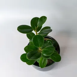 lushbark Jade Plant image 4