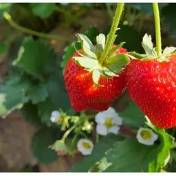 srijagarden strawberry plant Seed image 3
