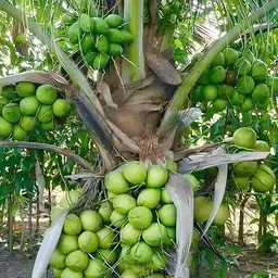 rootvilla Coconut Plant-picture-17