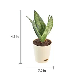 ugaoo Sansevieria Superba Green - Snake Natural Plant In Ivory Self Watering Plastic Pot image 4