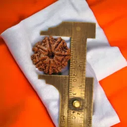 shivtantra Original 8 Mukhi Nepali Rudraksha Wood image 3