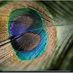 Flipkart SmartBuy Peacock Feather 3m or avery imported vinyl woith lamination Laptop Decal 15.6-image-44
