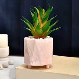 TAYHAA Green & Pink Succulent Plant With Ceramic Pot-picture-34