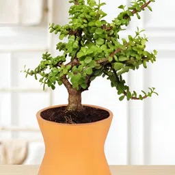 LASAKI Orange Textured Ceramic Planter-picture-25