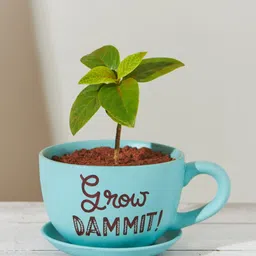Chumbak Teal Blue Grow Dammit Printed Planter-image-9