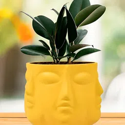 LASAKI Vivan Yellow Textured Ceramic Planter image 4