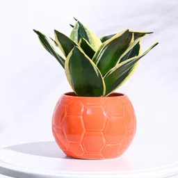 UGAOO Football Orange Textured Ceramic Planter-picture-39