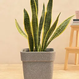 UGAOO Grey Barca Square Planter-picture-33