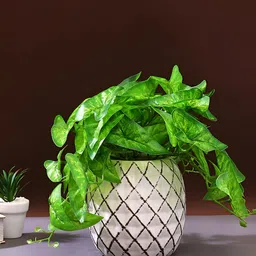TAYHAA White Textured Ceramic Planter-picture-49