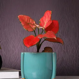 TAYHAA Teal-Green Ceramic Planter-picture-48