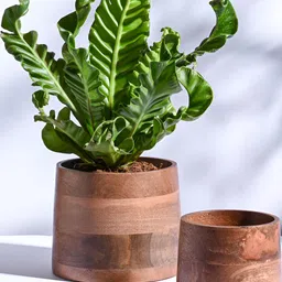 UGAOO Gradient Brown 2 Pieces Gradient Shaped Wooden Planters-picture-35