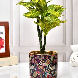 TAYHAA Red & Green Printed Ceramic Planter-picture-0