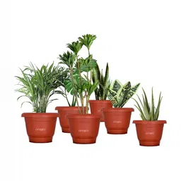 Cinagro Red 6 Pieces Planters-image-7