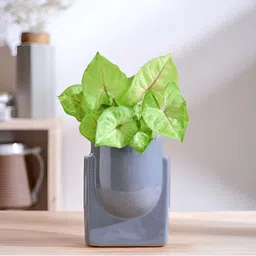 UGAOO Grey Weather Resistant Ceramic Planter-picture-45