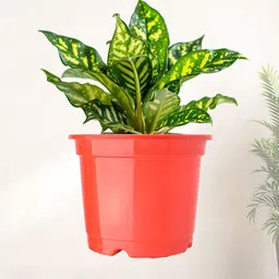 Kuber Industries 6-Pcs Red & Orange-Coloured Durable Planters image 2