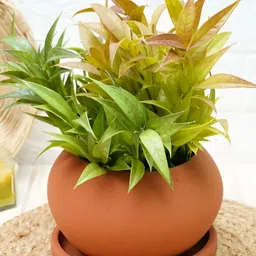 GOLD DUST Brown Kepler Terracotta Clay Planter-picture-10