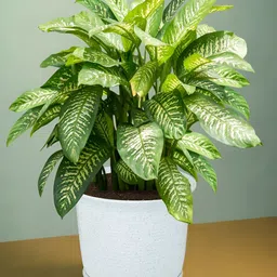 Kuber Industries White & Beige 4 Pieces Marble Finish Planters With Tray image 3